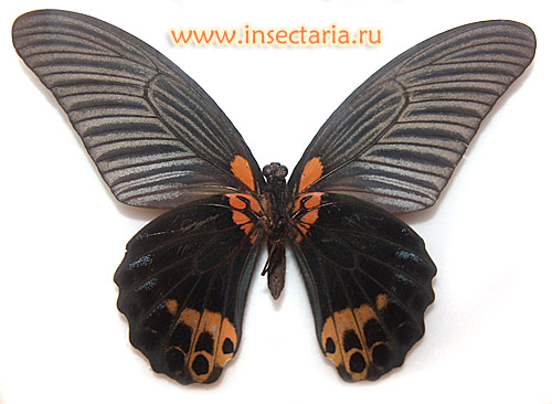 Парусник Мемнон (Papilio memnon)